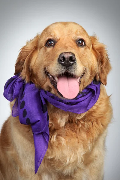 Golden Retriever Hundeporträt — Stockfoto