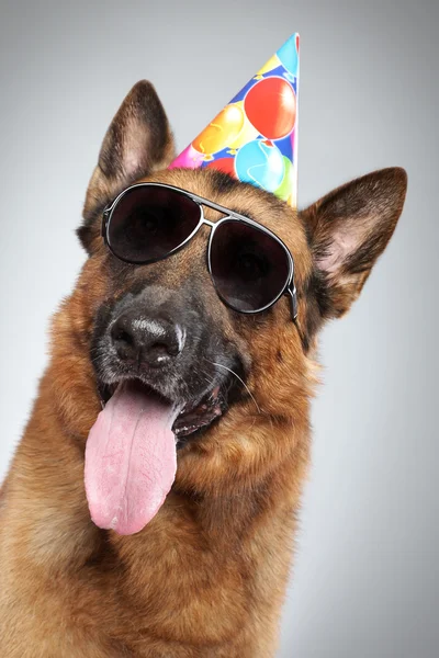 Schäferhund in Kegel und dunkler Sonnenbrille — Stockfoto