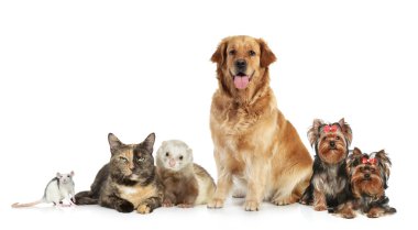 Group of pets on white background clipart