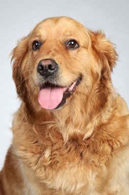 Golden retriever. dikey gri arka plan üzerinde