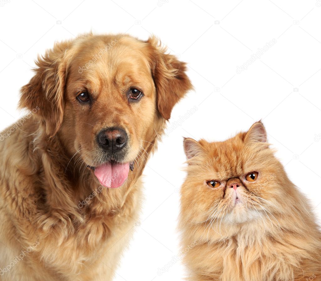 Dog and ginger cat on white background