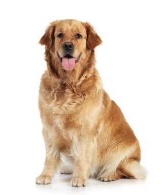 Golden retriever on white background clipart