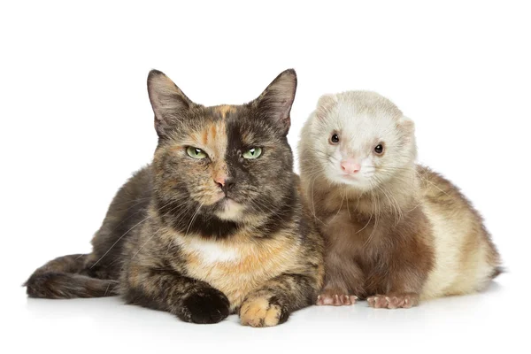 Gato e furão no fundo branco — Fotografia de Stock