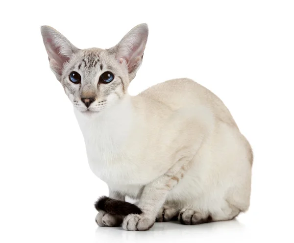 오리엔탈 블루 포인트 고양이 — 스톡 사진
