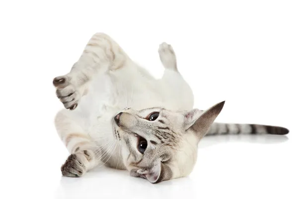 Oriental azul-ponto gato — Fotografia de Stock