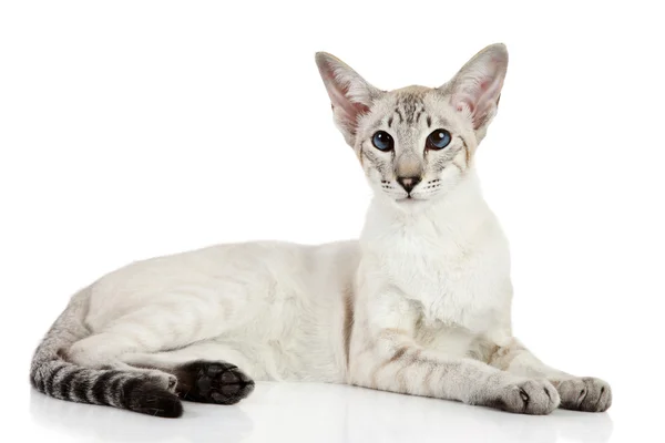 Восточная синеточечная кошка — стоковое фото