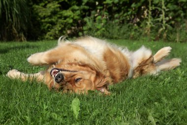 golden retriever çimenlerin üzerinde dinlenme