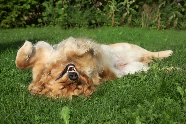 Golden Retriever descansando sobre hierba — Foto de Stock