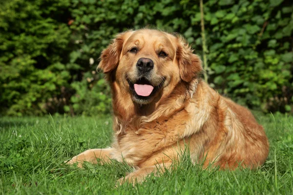 Golden retriever çim üzerinde yalan — Stok fotoğraf