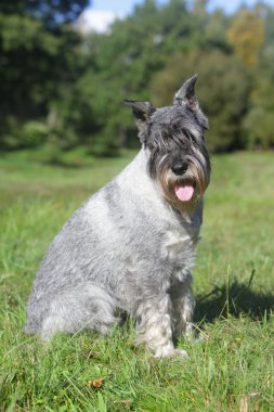 Schnauzer yeşil çimenlerin üzerinde oturur