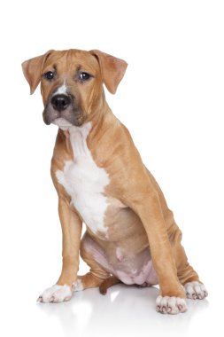 Amerikan Staffordshire Terrier köpeği.