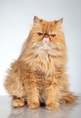 Ginger Persian cat clipart