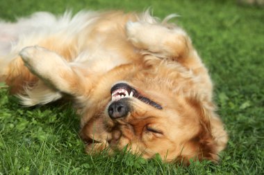 Yeşil çimlerde yatan Golden retriever.