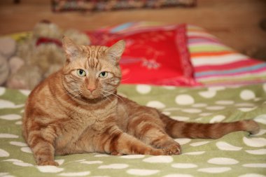 Kanepede yatan kızıl kedi.