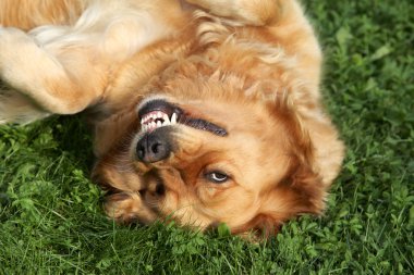 Yeşil çimlerde yatan Golden retriever.