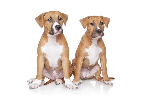 Staffordshire Terrier puppies on white background — Stock Photo, Image