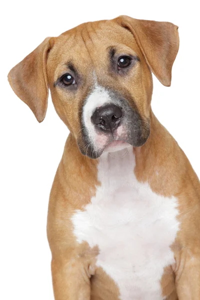 白い背景の上のアメリカのスタッフォードシャー子犬 — ストック写真