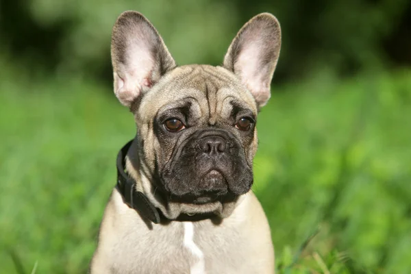 Cachorro Bulldog francês na grama — Fotografia de Stock
