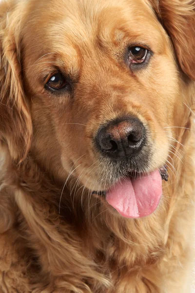 Potret anjing golden retriever — Stok Foto