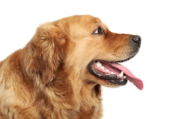 Retrato de cão Golden Retriever. Vista lateral — Fotografia de Stock
