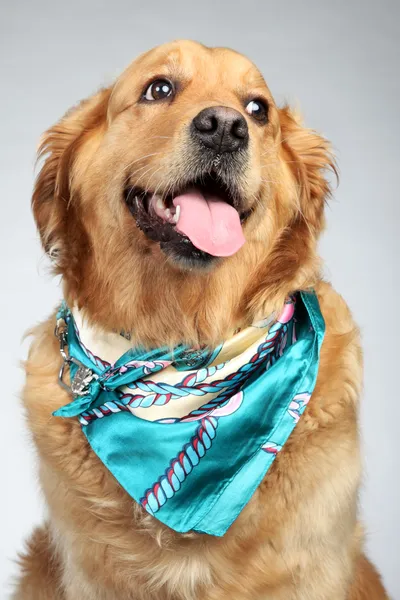 Golden retriever hund fashon porträtt — Stockfoto