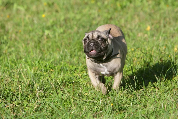 Französische Bulldogge läuft — Stockfoto