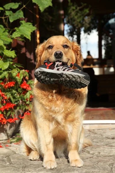 Trained Golden retriever with a boot in teeth — Stock Photo, Image
