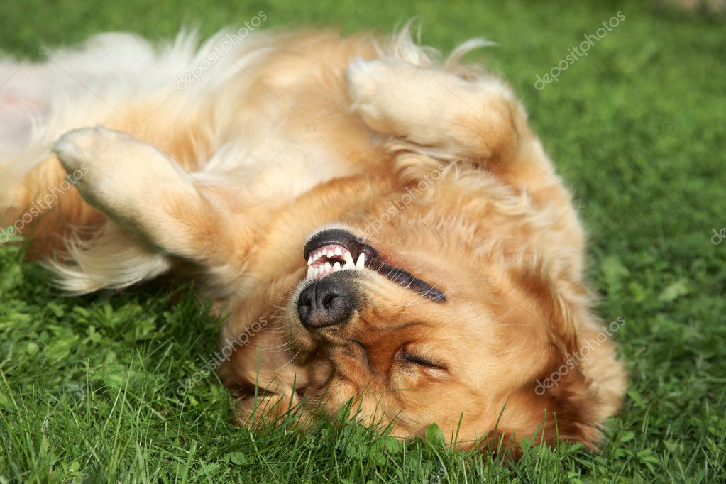 Golden Retriever lying on green grass. Stock Photo by ©FotoJagodka 6955598