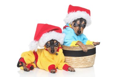 Russian Toy Terrier puppies in winter clothing clipart