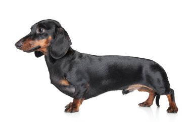 Dachshund on white background clipart