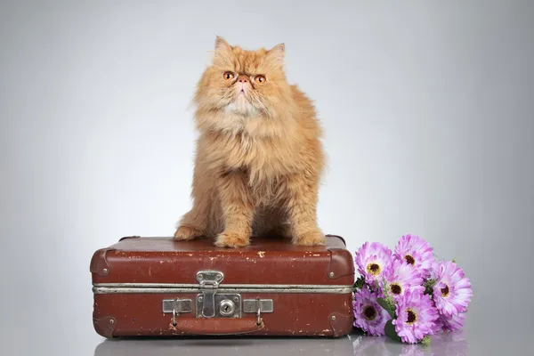 stock image Ginger Persian cat on a suitcase