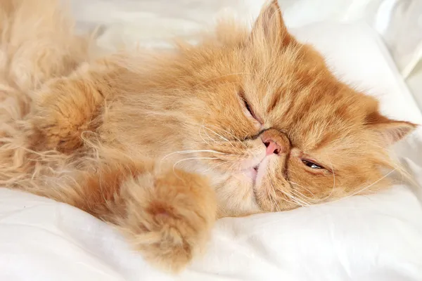 ショウガのペルシャ猫の睡眠 — ストック写真