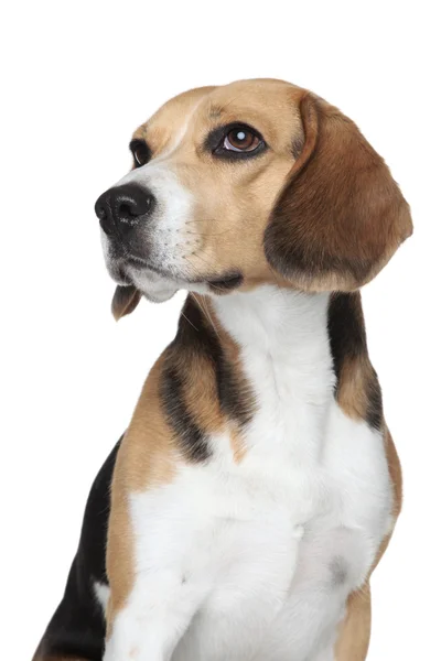 Beagle Puppy Retrato — Foto de Stock