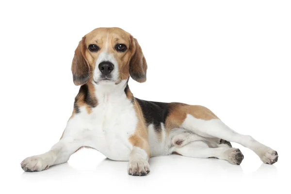 Beagle acostado sobre fondo blanco —  Fotos de Stock