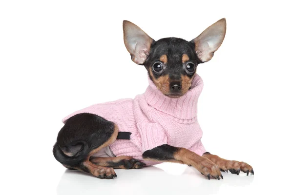 Russian Toy Terrier puppy — Stock Photo, Image