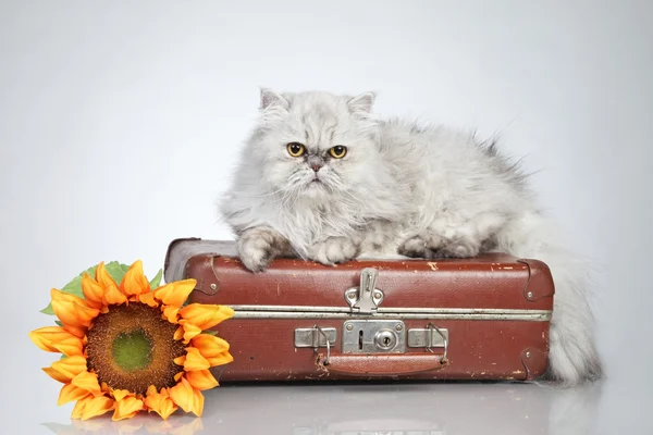 Kot perski na rocznika walizki — Zdjęcie stockowe