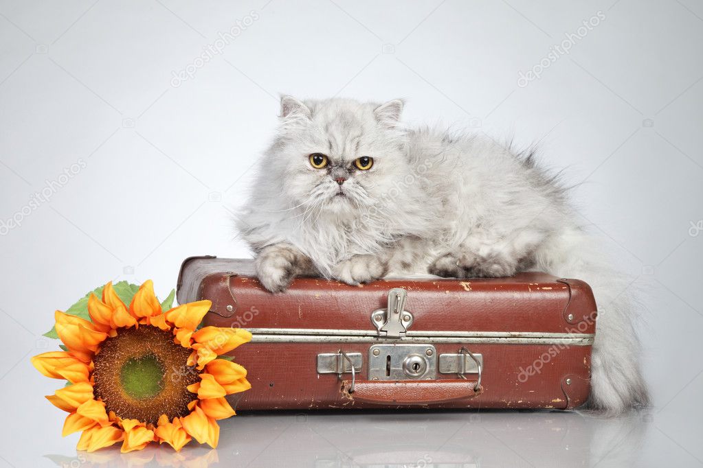 Farsça kedi üzerinde vintage çanta — Stok Foto © FotoJagodka 6978673