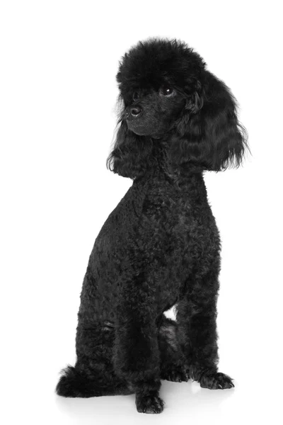 Poodle negro se sienta sobre fondo blanco —  Fotos de Stock