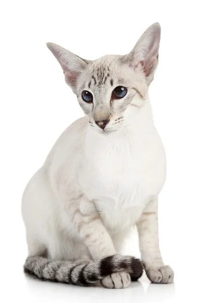 Siamés punto azul gato — Foto de Stock