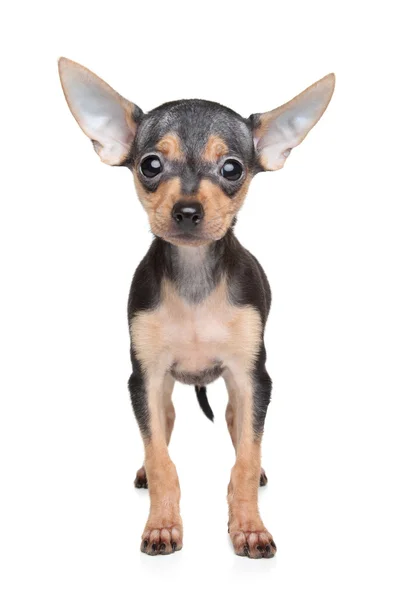 Russian Toy Terrier puppy — Stock Photo, Image