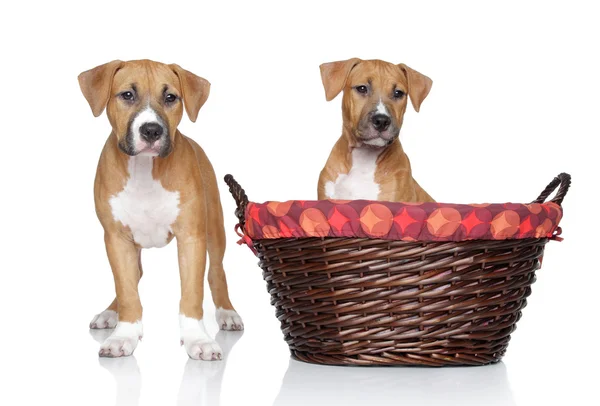 Staffordshire Terrier puppies on white background — Stock Photo, Image