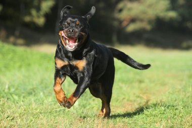 Rottweiler yeşil çim üzerinde