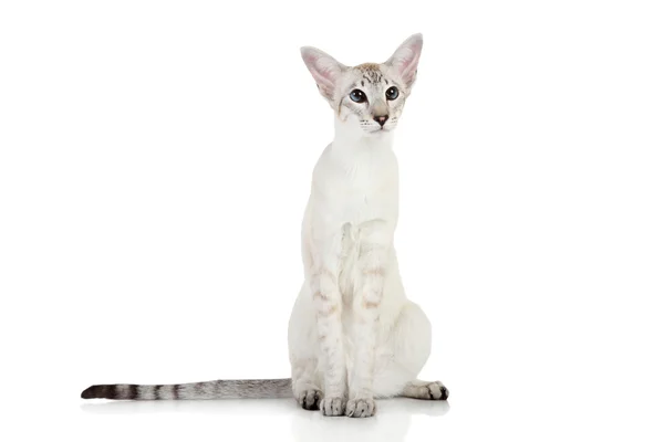 오리엔탈 블루 포인트 샴 고양이 — 스톡 사진