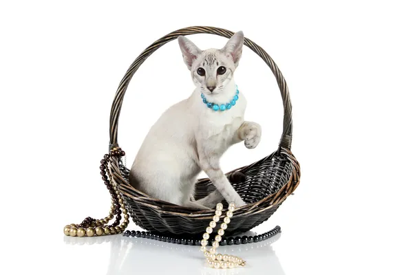 고리 버들 세공 바구니에 오리엔탈 블루 포인트 샴 고양이 — 스톡 사진