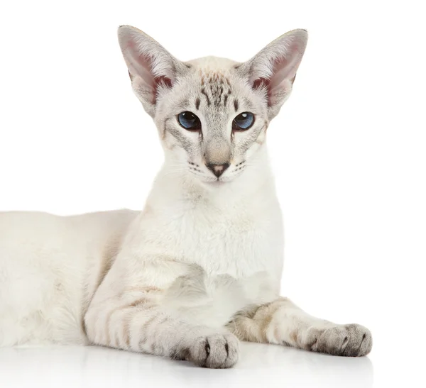 オリエンタル ブルー ポイントのシャム猫 — ストック写真