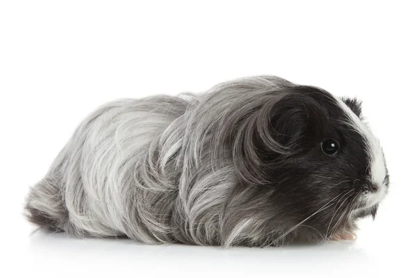 Guinea pig on white in studio — Stock Photo, Image