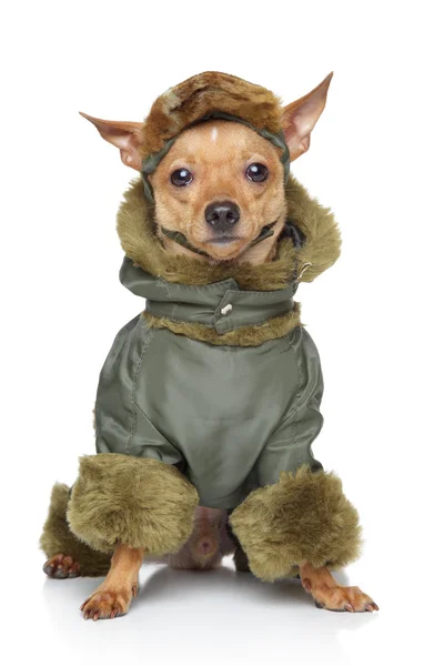俄罗斯小猎犬在服装中 — 图库照片