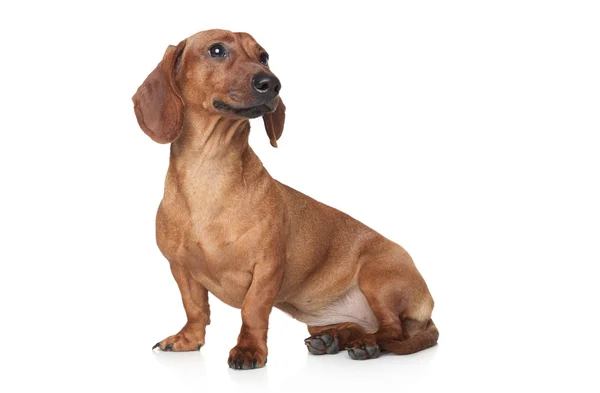 Beyaz zemin üzerinde kahverengi dachshund — Stok fotoğraf