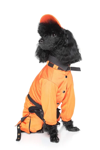 Toy poodle in dog sportswear — Stock Photo, Image