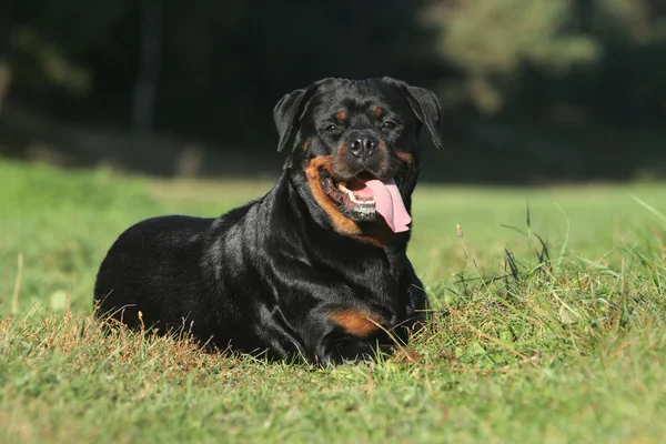 Rottweiler lying on green lawn — Stock Photo, Image